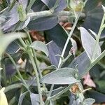 Linaria dalmatica List