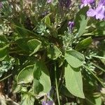 Linaria alpina Leaf