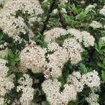 Pyracantha coccineaBlüte