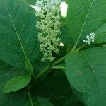 Phytolacca esculenta 花