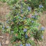 Berberis aquifoliumFruit