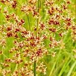 Juncus subnodulosus Blüte