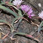 Allium crenulatum Цветок