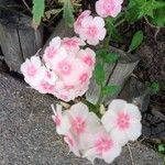 Phlox drummondii Blomma