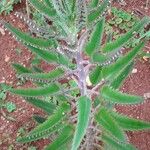 Kalanchoe daigremontiana Blatt