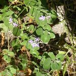 Vitex rotundifolia