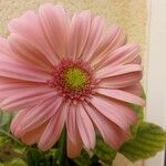 Gerbera viridifolia Flower