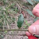 Passiflora quadriglandulosa Лист