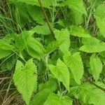 Salvia glutinosa Blatt