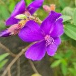 Tibouchina urvilleana Çiçek