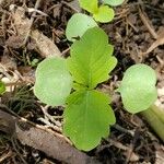 Impatiens noli-tangere Leaf