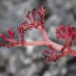 Daenikera corallina Flower