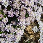 Iberis procumbens Fula