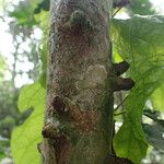 Leptactina arborescens Rinde