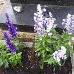 Salvia farinaceaᱵᱟᱦᱟ