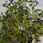 Ocimum kilimandscharicum Pokrój