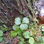 Coptis trifolia Liść