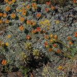 Eriogonum caespitosum Hábitos