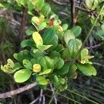 Uromyrtus emarginata Leaf