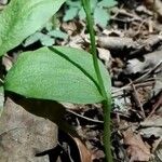Ophioglossum petiolatum 叶