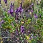 Lavandula rotundifolia Flor