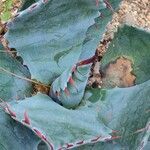 Agave ovatifolia Leaf