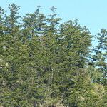 Araucaria cunninghamii Folha