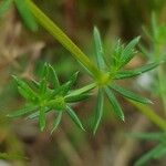 Galium x pomeranicum Leaf