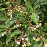 Cornus racemosa Fruit