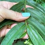 Dichorisandra hexandra 葉