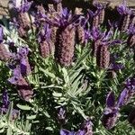 Lavandula stoechas Flower