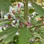 Chenopodium giganteum ᱪᱷᱟᱹᱞᱤ