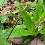 Carex plantaginea Fruit