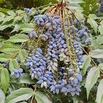 Berberis japonica Fruit