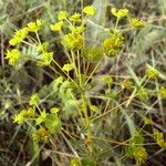 Euphorbia virgata Flor