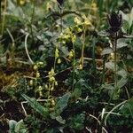 Thalictrum alpinum Elinympäristö