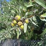 Pyrus spinosa Fruit