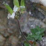 Draba dubia Otro