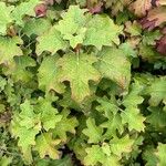 Hydrangea quercifolia Leaf