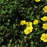 Potentilla eriocarpa