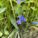 Veronica chamaedrysCvet