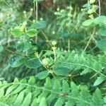 Euphorbia carniolica Blüte