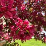 Malus floribunda Flower