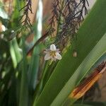 Dianella ensifolia 花
