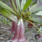 Thiollierea tubiflora Flower