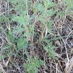 Ambrosia tenuifolia Hoja