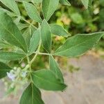 Vitex trifolia Leaf