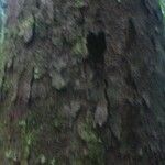 Vantanea guianensis Кора