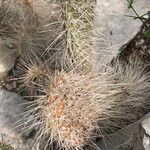 Opuntia polyacantha Лист