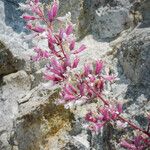 Heuchera caespitosa Habitatea